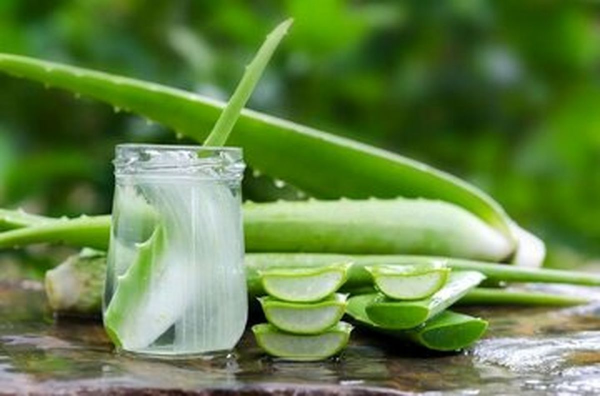 خطرات استفاده از آلوئه ورا برای این افراد جدی است
