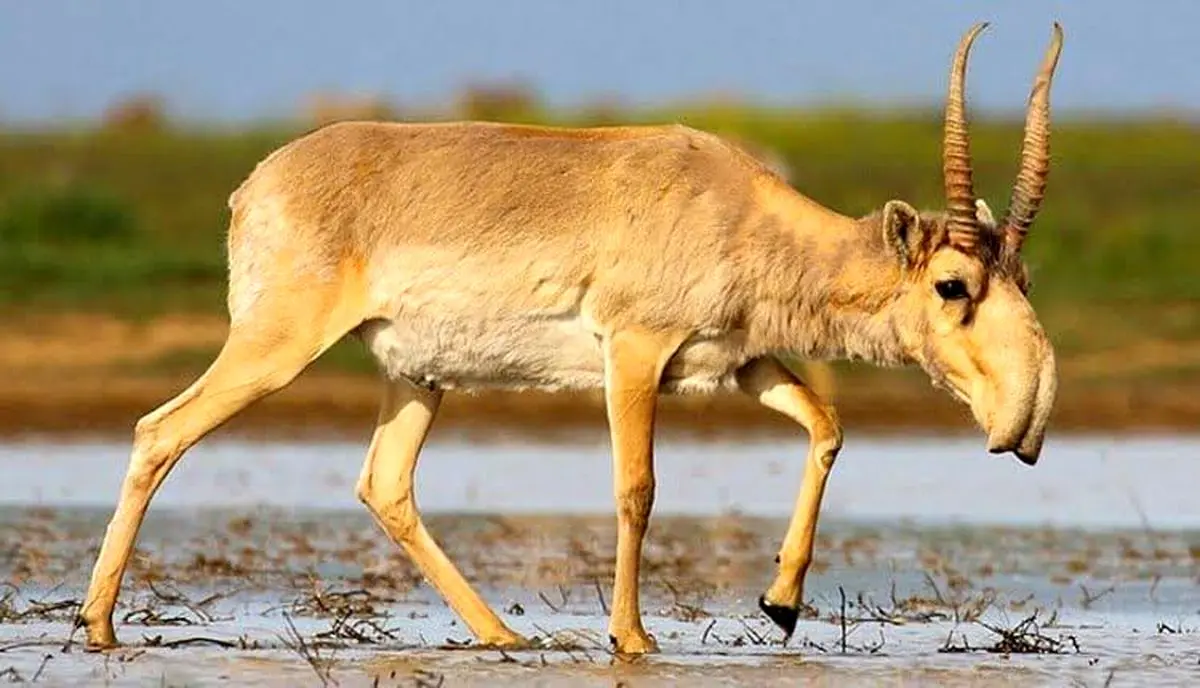 بزکوهی سایگا؛ حیوانی کمیاب با دماغی عجیب و غریب/ ویدئو 