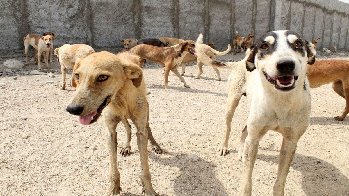 سگ‌ های بدون صاحب مهم‌ ترین مخازن بیماری در طبیعت