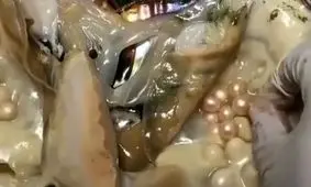 لحظه استخراج مروارید از دل صدف