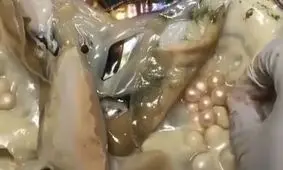 لحظه استخراج مروارید از دل صدف