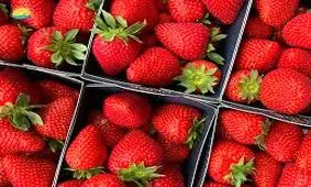 توت فرنگی کیلویی ۲۰۰ هزار تومانی در بازار تهران