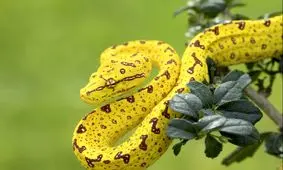 ۹ گونه مار حیرت انگیز که هرگز ندیده‌اید!