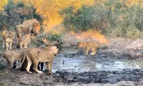 رویارویی بچه شیرها و غازهای مصری در گل و لای/ ویدئو