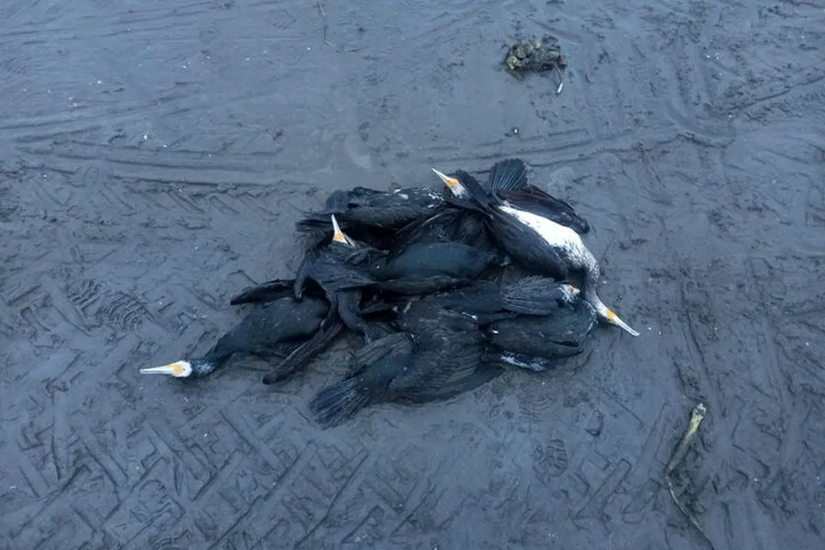 مرگ دسته‌جمعی پرندگان دریایی در ساحل انزلی؛ عامل انسانی است

