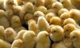 احساس مردم جریحه‌دار شد، با عوامل برخورد قاطع می‌کنیم