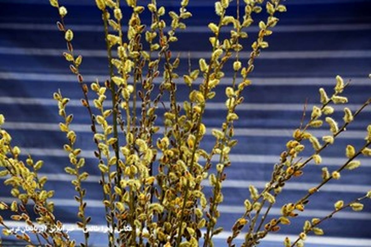 این گیاه دارویی مانند آرامبخش عمل میکند