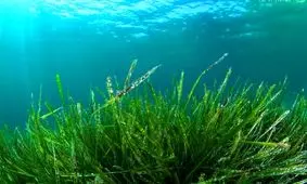 این موجود جان سخت از ۵ انقراض بزرگ جان به در برده!