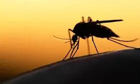 کشف جالب و عجیب دانشمندان درباره رابطه گروه خونی و نیش پشه