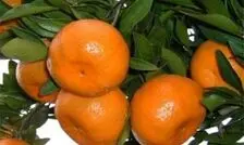 صادرات نارنگی مازندران جان گرفت
