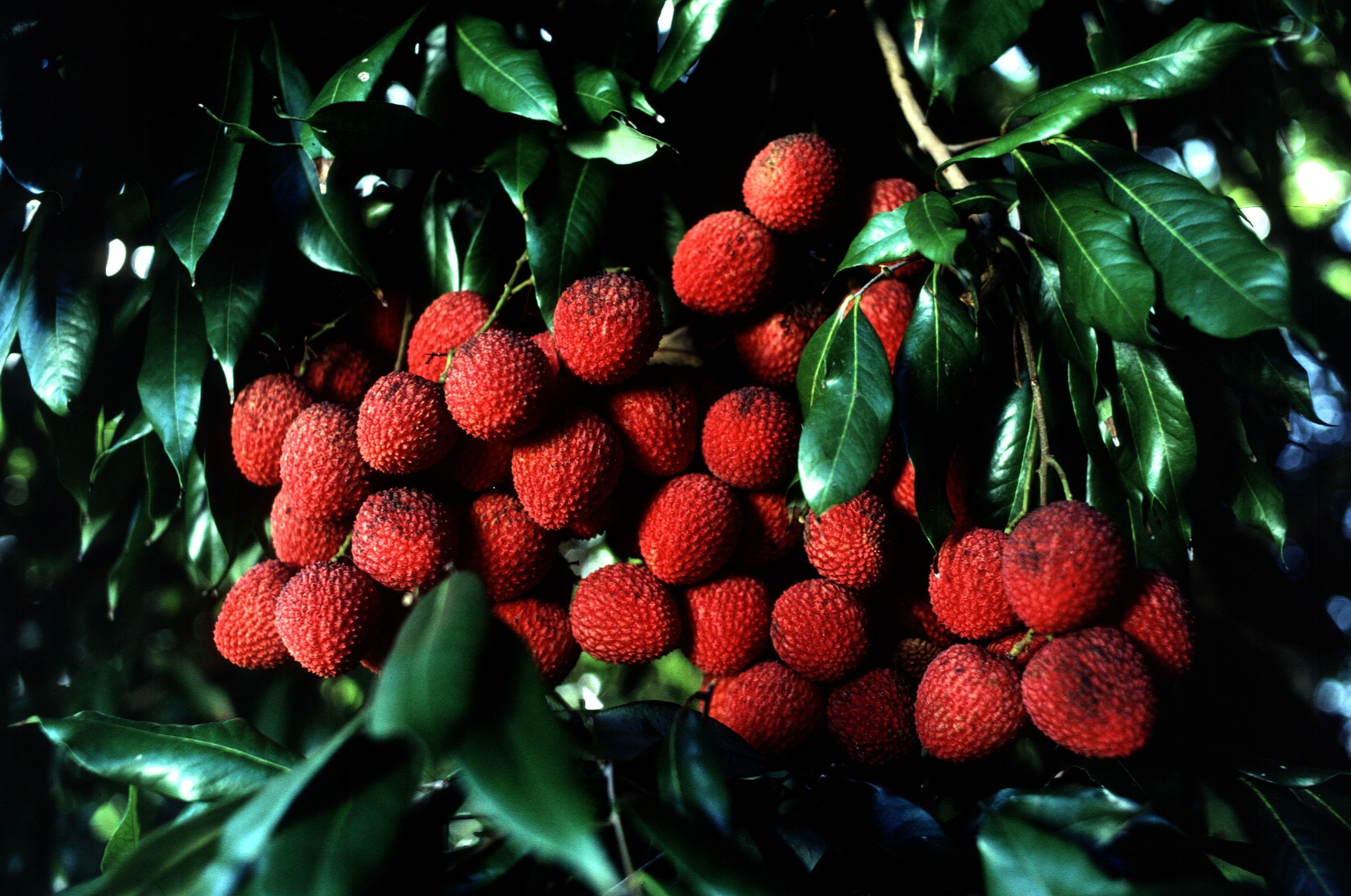 قیمت میوه لاکچری؛‌ از بلوبری دو میلیونی تا لیچی سه میلیونی