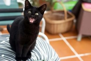 راز تاریخی میومیو؛ گربه‌ها چگونه صدای خود را برای جلب توجه ما تغییر دادند؟