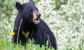 حمله خرس به یک چوپان در روستای دشتک مرودشت