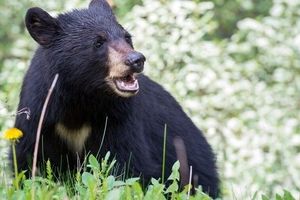 حمله خرس به یک چوپان در روستای دشتک مرودشت