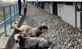 مصدومیت شدید دامدار بر اثر برخورد با قطار