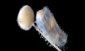  سرزمین عجایب اعماق دریا کشف شد