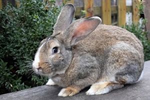  غول پیکرترین خرگوش با ۱۰ کیلوگرم وزن/ ویدئو