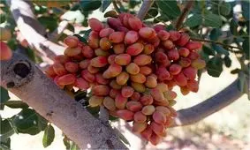 قطعی برق باعث شده ۲۰ تا ۴۰ درصد از پسته کرمان «پوک» شود