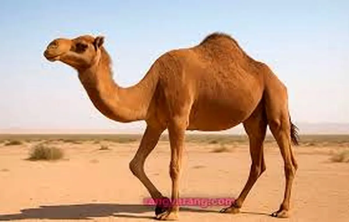 واکنش دیدنی شتر تشنه پس از دیدن آب در بیابان/ ویدئو
