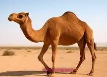 واکنش دیدنی شتر تشنه پس از دیدن آب در بیابان/ ویدئو