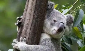 ویدئویی جذاب از وزن کردن کوآلا روی ترازویی که به شاخه درخت وصل است