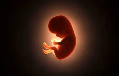 ساخت «رحم مصنوعی» با تقلید از رحم مادر/ ویدئو