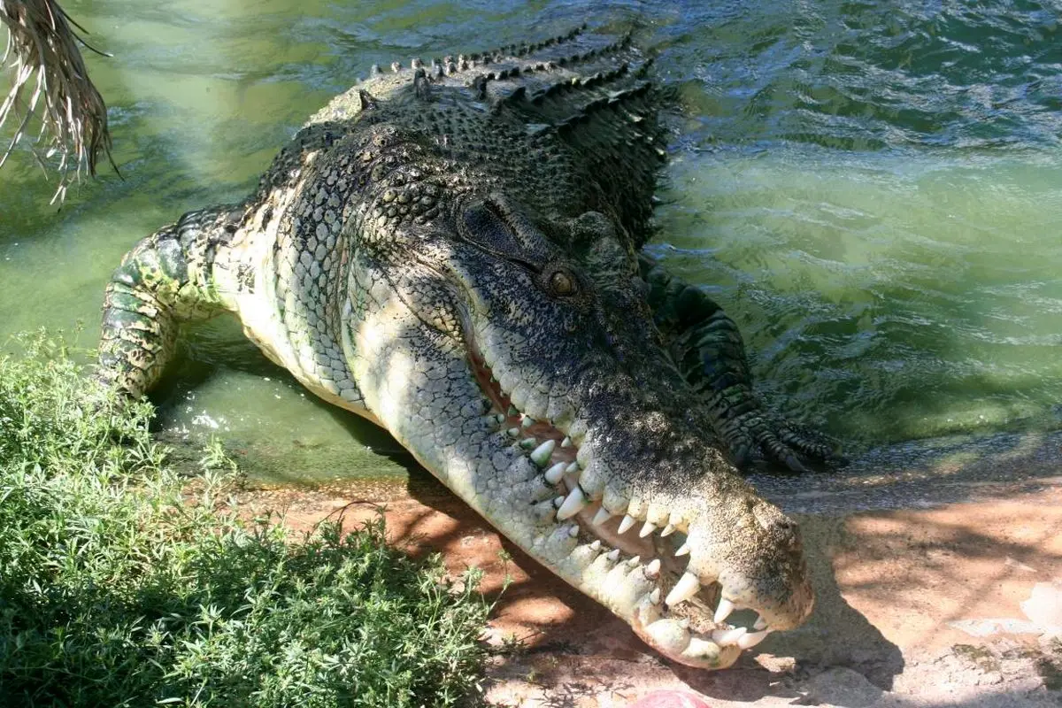 قدرت اورکا یا تمساح؟ نبرد سنگین وزن های دنیای حیوانات/ اینفوگرافیک