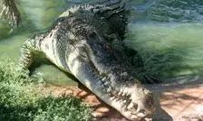 قدرت اورکا یا تمساح؟ نبرد سنگین وزن های دنیای حیوانات/ اینفوگرافیک