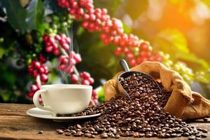 کدام نوع قهوه خطر مرگ زودرس را کاهش می‌دهد؟