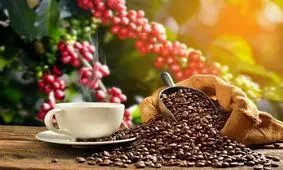 کدام نوع قهوه خطر مرگ زودرس را کاهش می‌دهد؟