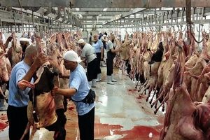 گوشت های قربانی حج به ایران فرستاده نمی شود