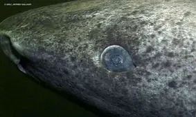 پیرترین موجود جهان که با ۵۰۰ سال سن هنوز زنده است