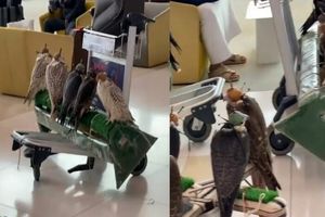  یک شاهزاده عرب با ده‌ها شاهین شکاری در فرودگاه بحرین!/ ویدئو