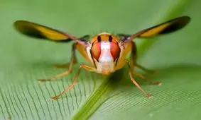 دانشمندان مگس را به کوکائین علاقه‌مند کردند