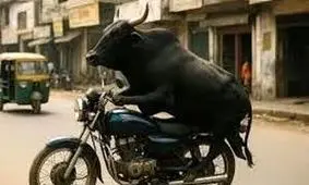 سرقت موتورسیکلت توسط یک گاو/ ویدئو