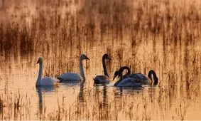 ماندگاری قو‌های مهاجر با کمک جهاد کشاورزی