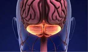 یک عملکرد غیرمنتظره در مخچه کشف شد

