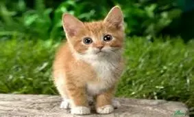 مشاهده بیماری هاری گربه در اصفهان