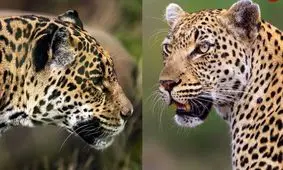 «پلنگ» و «جگوار» چه تفاوتی با هم دارند؟