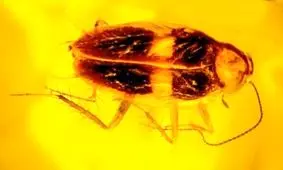 کشف سوسک ۳۰ میلیون ساله که در کهربا گرفتار شده است 