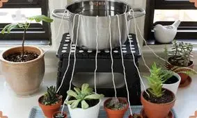 روش‌های کاربردی برای آبرسانی به گیاهان در هنگام سفر