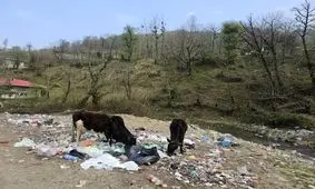 گاوهای قلعه رودخان زباله می‌خورند/ سرنوشت گردشگری در این منطقه چه خواهد بود؟