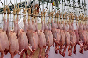 تولید ۱۱ هزار و ۶۶۴ تن گوشت مرغ تا پایان فرودین سال آینده در همدان