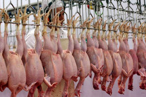 تولید ۱۱ هزار و ۶۶۴ تن گوشت مرغ تا پایان فرودین سال آینده در همدان