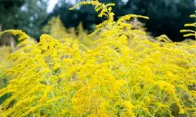 گیاهان نیز مانند انسان‌ها مهارت حل مسئله دارند

