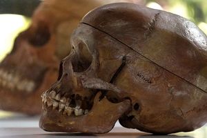 انسان‌های اولیه احتمالا مغز مردگان را می‌خوردند و جمجمه‌شان را کاسه می‌کردند