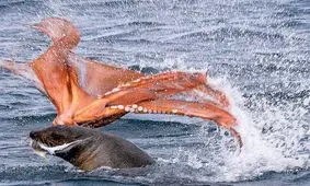 لحظه باورنکردنی نبرد فک دریایی و اختاپوس / تلاش برای زنده ماندن تا سرحد مرگ