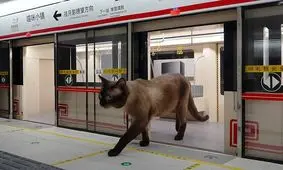 مرد چینی برای «گربه‌هایش» یک «مترو» واقعی ساخت 