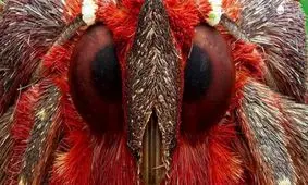 شب پره قرمز پوش/ تصاویر