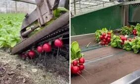 برداشت تربچه را اینجوری متفاوت دیده اید؟/ ویدئو